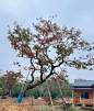 斜飘乌桕