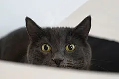 点击来源直接获取大图文件 |猫是一只来自泰国的科拉特猫