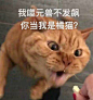 我噬元兽不发飙，你当我是橘猫？