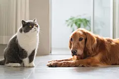 点击来源直接获取大图文件 |英国短毛猫和金毛犬相互陪伴