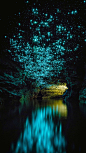 地底的星空，成千上万的萤火虫在岩洞熠熠生辉，灿若繁星