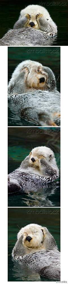 搬哟采集到海獭&水獭