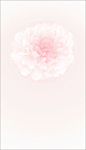 淡雅 淡粉色 手机壁纸 花瓣 赏花 粉色 背景 壁纸 素材 设计 广告