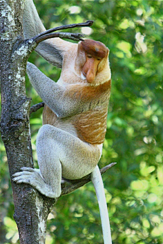 长鼻猴1逍遇辰采集到杂食灵长 [动物摄影]采集金丝猴2逍遇辰采集到