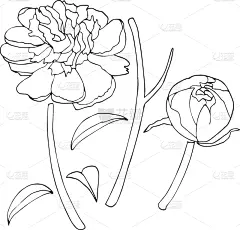 草图,牡丹,华丽的,壁纸,婚礼,自然美,装饰物,花,问候