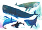 Whale collection : 你溫柔地對待這世界，離去時更給了海洋最後的溫柔，這世界卻沒能溫柔對待你，對不起。 You treat this world gently, kindly. When you left, you gave ocean yourself as a gift, but the world has not been gentle to you. I am sorry.