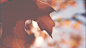 giphy (1)