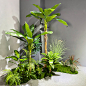 大型雨林芭蕉树景观场景布置植物室内商场售楼处角落绿化装饰设计-淘宝网