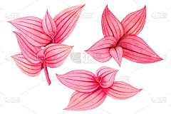 水彩画树五彩缤纷的热带绿色，粉红色的叶子孤立的背景。水彩手绘插图热带异国情调的树叶印花壁纸，纺织品夏