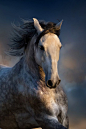 Lusitano portrait ~ Svetlana Golubenko: 
