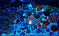 Kessil LED 矮缸LPS 60x35x25. P2全缸照. P4视频, 各种爆头. P5側面照 - 第2页 - 软珊瑚礁岩生态缸(LPS Reef Tank) - CMF海水观赏鱼论坛 - Powered by Discuz!