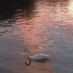 ʟᴜsᴄɪᴏᴜs sɪʟᴋs ᴀɴᴅ ᴠᴇʟᴠᴇᴛs