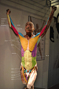 (1)[转载]对美术人员非常有帮助的人体解剖标本和图示（陆续更新）_油画侠_新浪博客