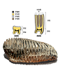 这个东西乍一看很难想象是什么东西，其实这是一颗猛犸象的臼齿。
这种牙齿不仅表面沟壑纵横，而且牙冠特别加厚，可达牙根3倍，称为高冠齿——相比之下，人的牙冠比牙根还要稍短一些，称做低冠齿。
高冠齿是哺乳动物高度适应食草生活的结果，因为植物中的纤维素难以咀嚼，而且伴随吃草总会吞进许多泥沙，加之牙齿出生后很难生长，预先准备高大的牙冠就显得非常必要了。
另外如图所示，高冠齿的牙釉质和牙本质、牙骨质层叠生长而硬度不同，当咬合面顶层磨光之后自然会变得沟壑纵横，愈发加强了咀嚼能力。