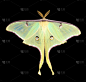 飞蛾,Actias