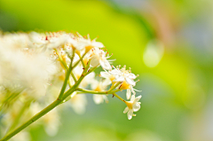 _谷雨采集到放慢脚步,静听—花言