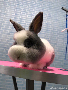 杨jonney采集到世界上有种很贱的生物叫兔子