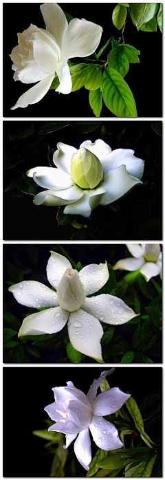 、雨茜采集到栀子花