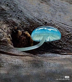 熊卟卟采集到Z植物