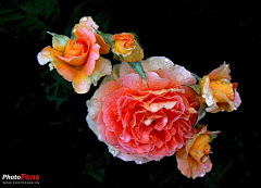 六月幽雪采集到玫瑰系列