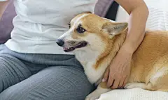 点击来源直接获取大图文件 |Woman playing with her dog at home lovely corgi on sofa in living room.