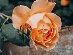 玫瑰花高清摄影素材
