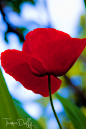Photograph Red Poppy&#x;2FBlue Sky by Thomas Duffy on 500px
