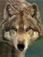grey wolf with blue eyes | Gray Wolf - Painting - Nature Art by Joni Johnson-Godsy