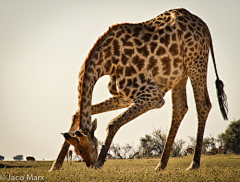 骑着猪的驴打滚采集到giraffe