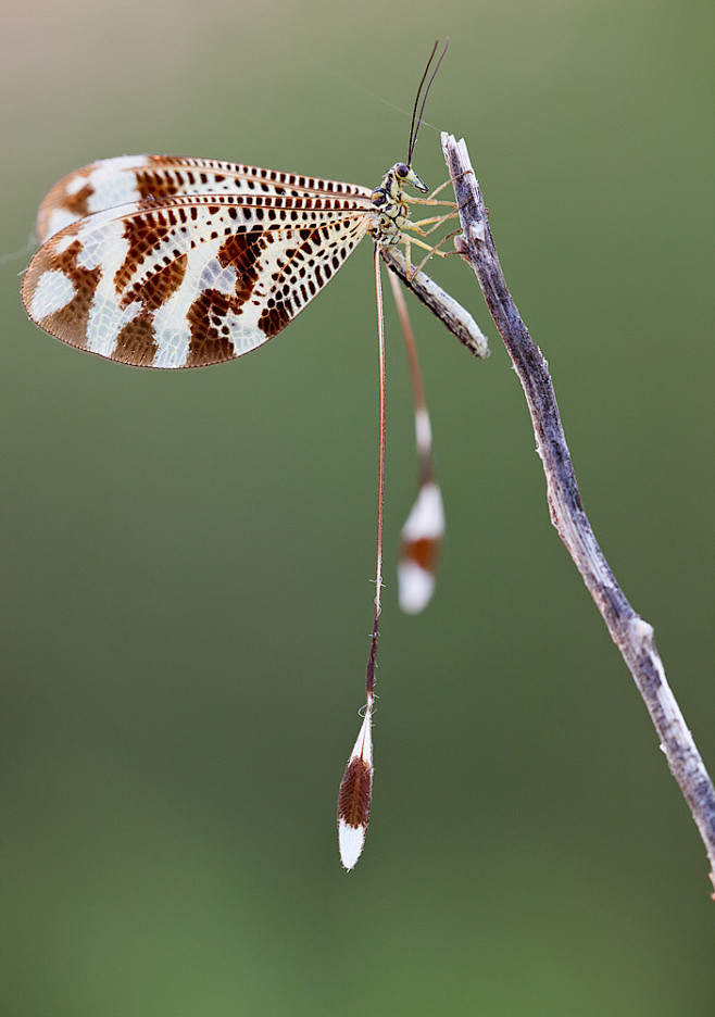 Nemoptera coa by bul...