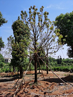 Puya2采集到植物