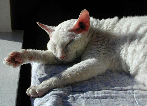 Devon Rex／德文卷毛猫 　德文卷...