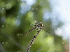 喵（共生取消） 6