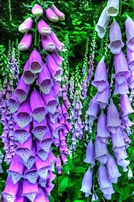 Beautiful Foxglove