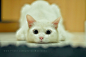 固定栏目，每日一猫，来自沙特的Flickr用户ANAN SAEEDI，http://t.cn/zWGU8RL。