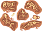 恐龙化石素材