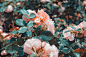 Minimal, flower, petal and floral HD photo by Nicolette Meade (@nmeade) on Unsplash : Download this photo in Fort Thomas, United States by Nicolette Meade (@nmeade)