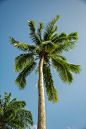 海南 椰子树