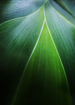 私は常に最高采集到植物