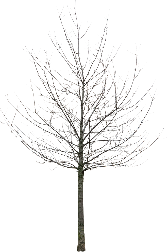 meye prunus avium pl...