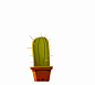 Cactus Zombie : The Zombie Cactus project is based on characters from different cactus. Government experments has created a situation where the plants have come alive and are out to kill us all. Run for your life!