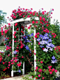 Arbor covered with climbing roses and clematis.... THIS IS BEAUTIFUL!! I will find a spot for roses & clematis!: 