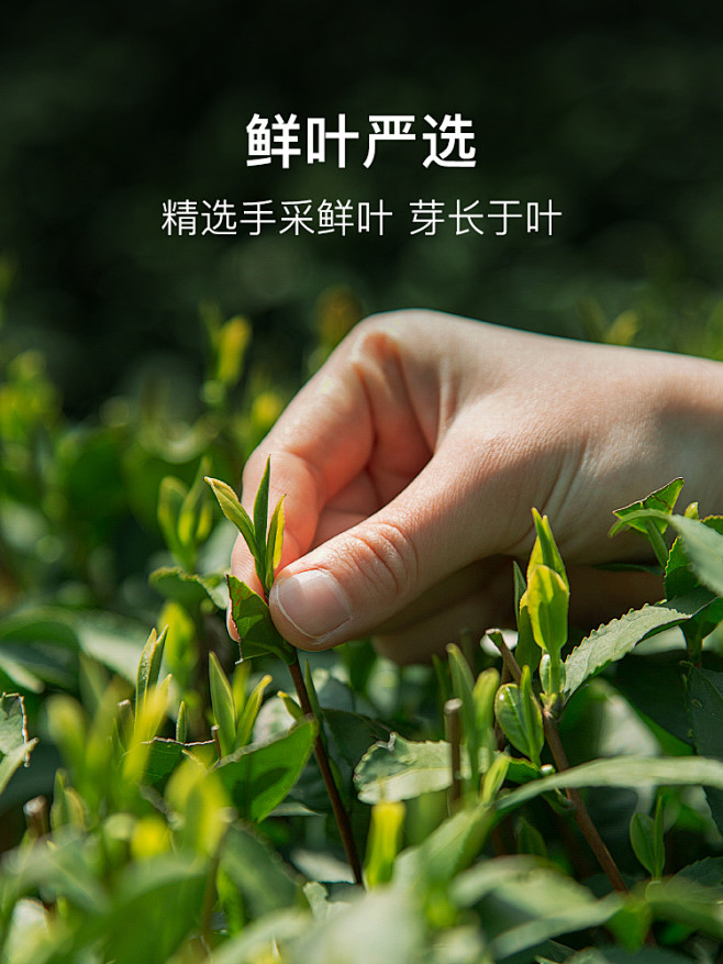 茶叶素材 (5)