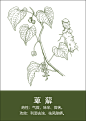 中药材插画