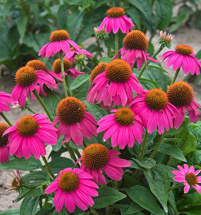 松果菊