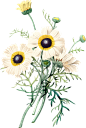 Vintage Botanical Flowers Png Collection (69)