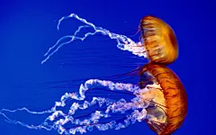 海底世界+高清壁纸_10_百度图片