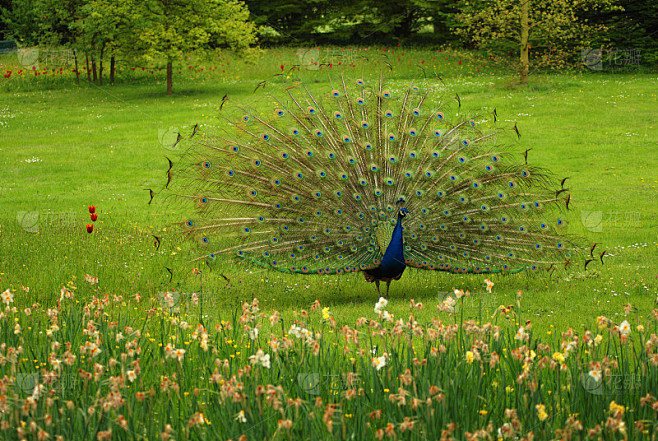 雄孔雀(Pavo cristatus)在婚纱