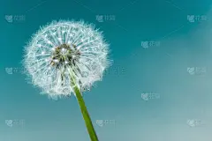 蒲公英花与种子球靠近在蓝色明亮的蓝绿色背景水平视图