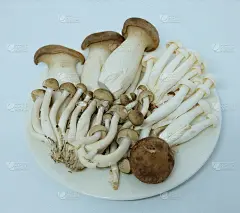 泰国香菇品种